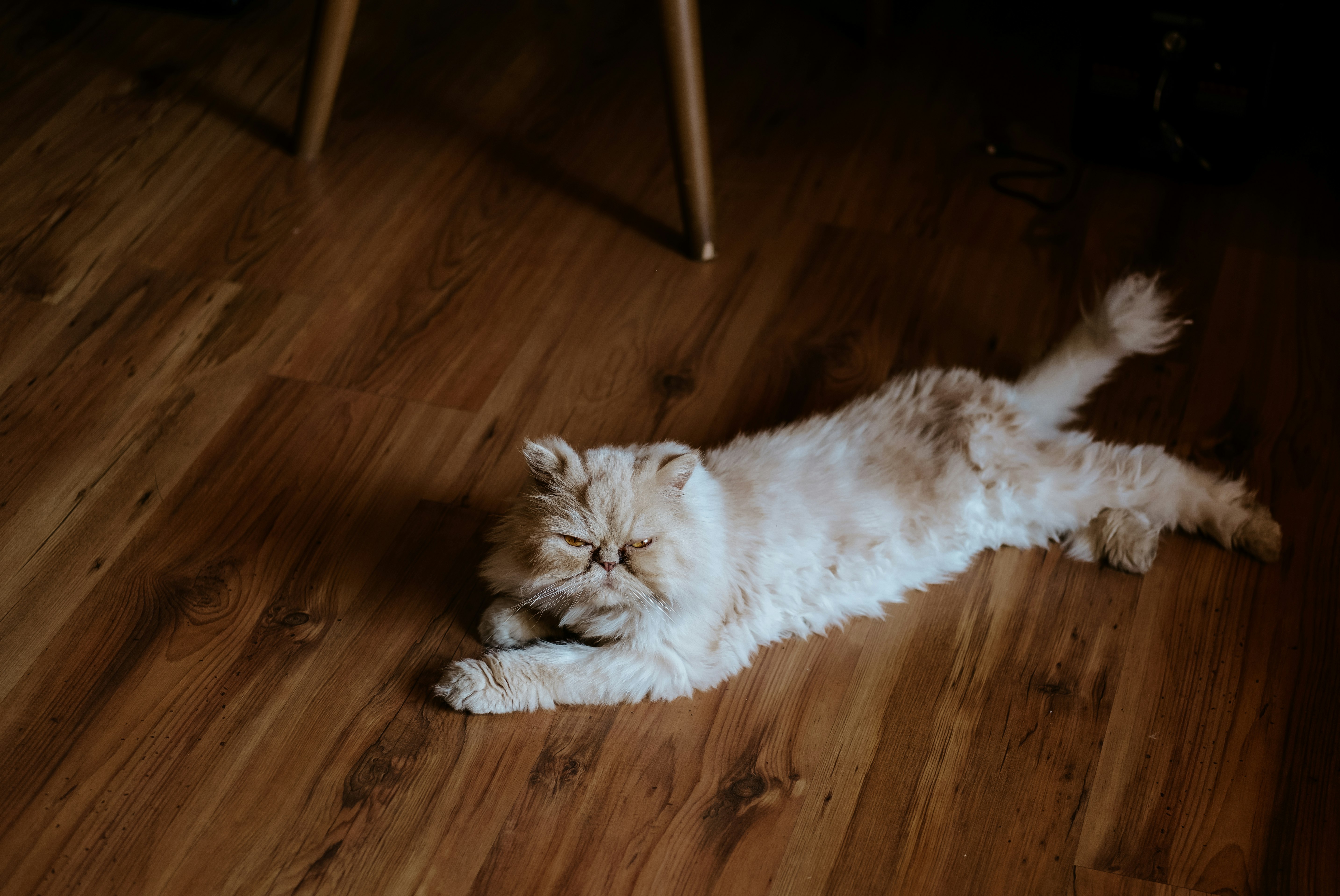 white long fur cat lying on brown wooden floor